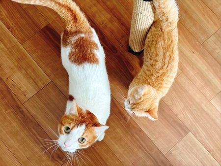 ご飯のねだり方を教える猫ちゃん