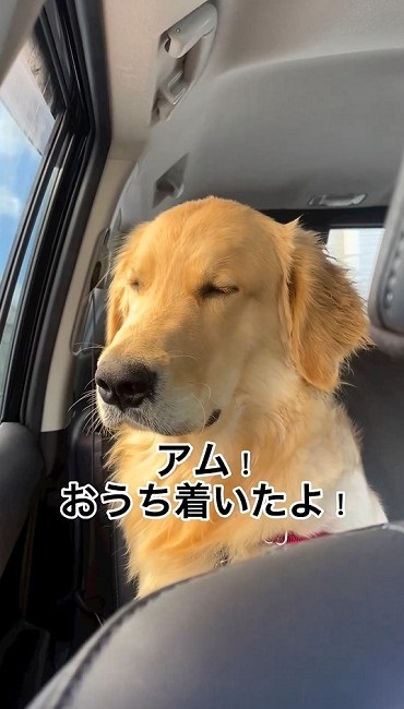 ゴールデンレトリバー