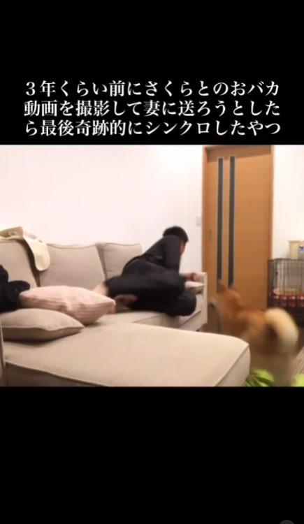 かけよるさくらちゃん