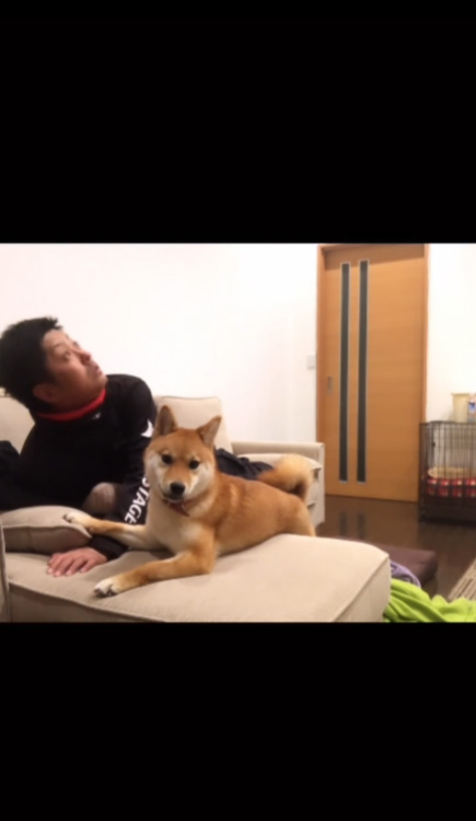 パパと柴犬