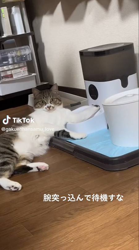 動画冒頭虎徹くん