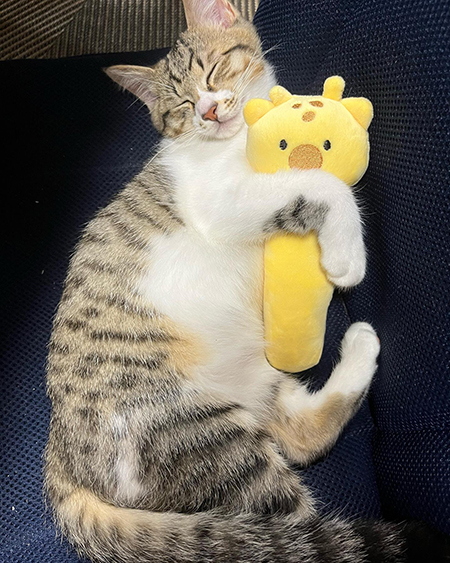 ぬいぐるみだっこ虎徹くん