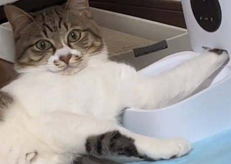 虎徹くんトリミング