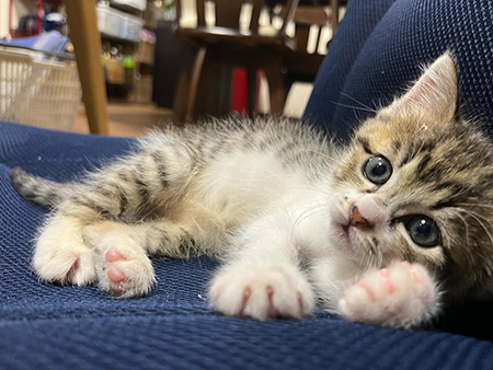 お迎え日の虎徹くん