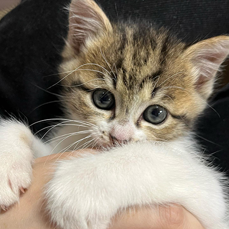 小さいときの虎徹くん顔アップ