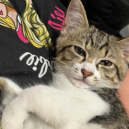 だっこ虎徹くん