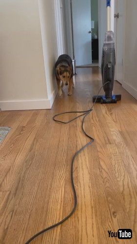 「Dog Faces Her Worst Fear || ViralHog」