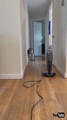 「Dog Faces Her Worst Fear || ViralHog」