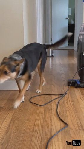 「Dog Faces Her Worst Fear || ViralHog」