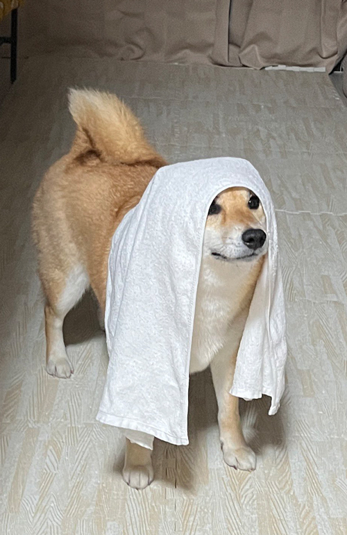 人間のような柴犬のお風呂上がり姿