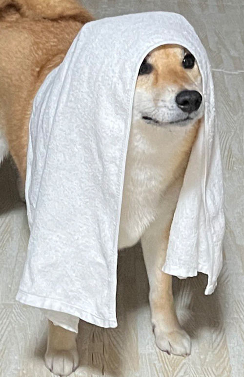 キリッとした柴犬