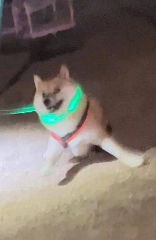 外では陽気な犬