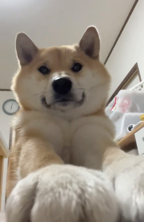 お手する犬