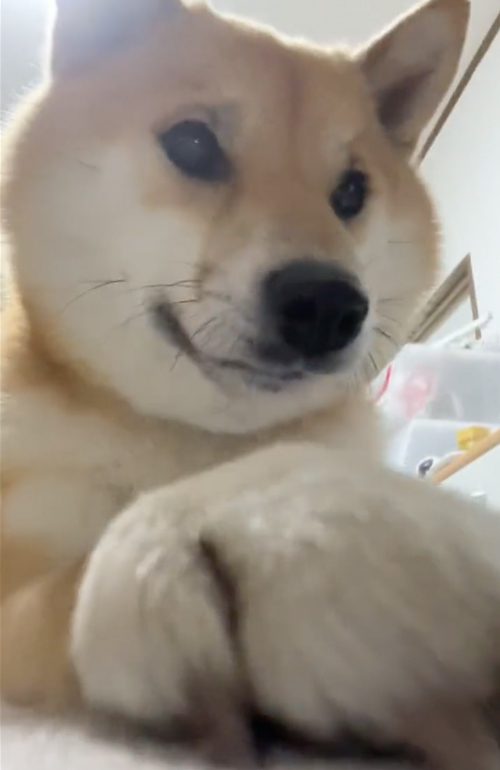 貸してほしい犬