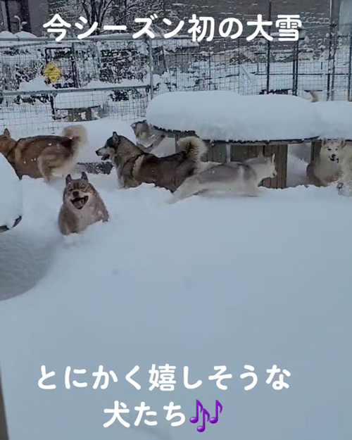 雪にはしゃぐワンコたち