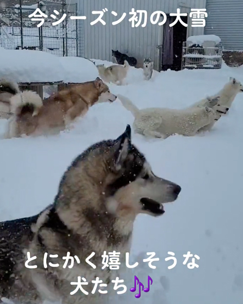 雪にはしゃぐワンコたち