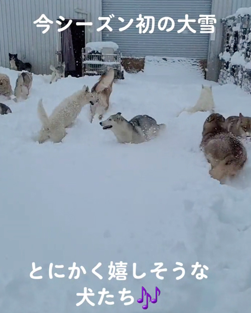 雪にはしゃぐワンコたち