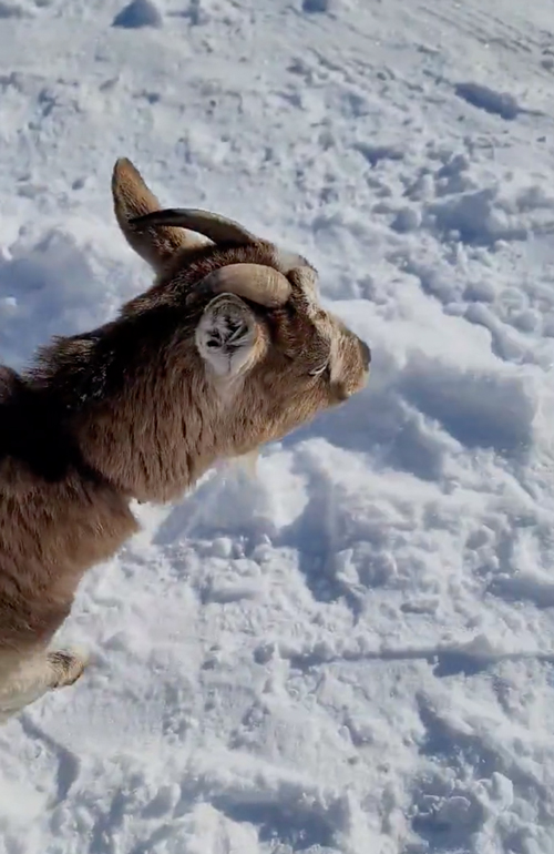 雪がうれしいやぎ