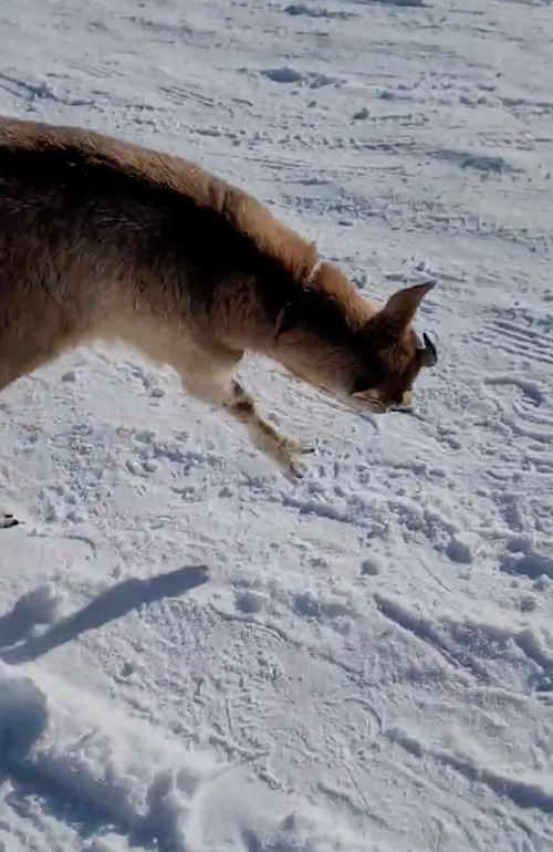 雪がうれしいやぎ