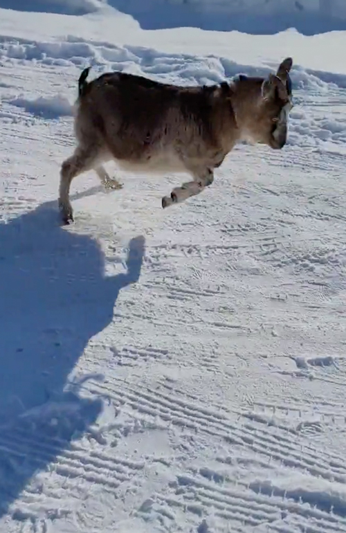 雪がうれしいやぎ