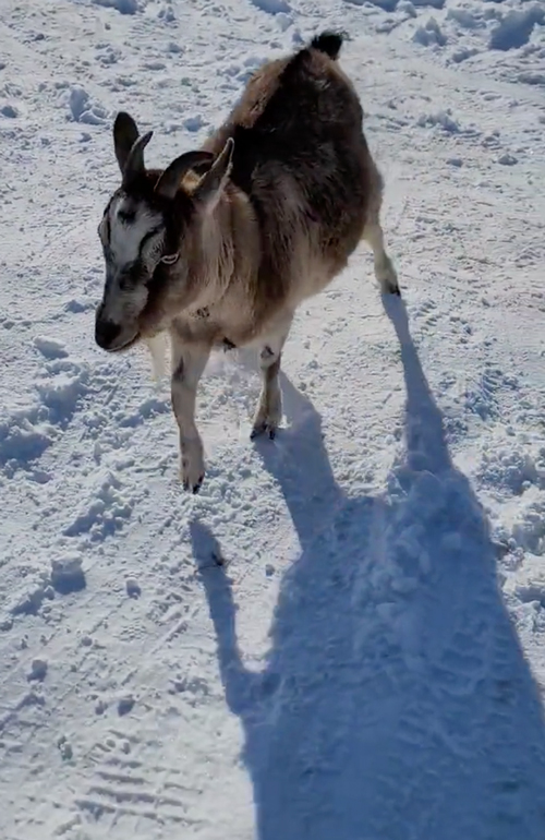 雪がうれしいやぎ