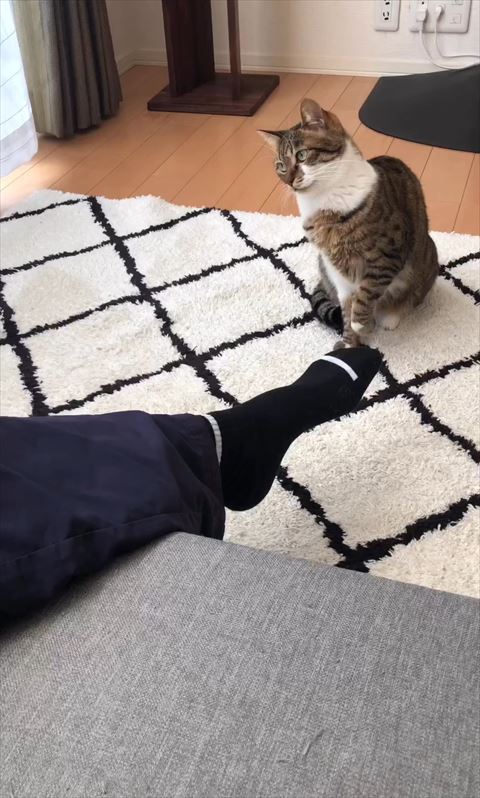 左の方を見る猫ちゃん