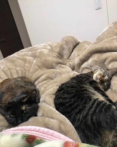 布団の上猫2匹