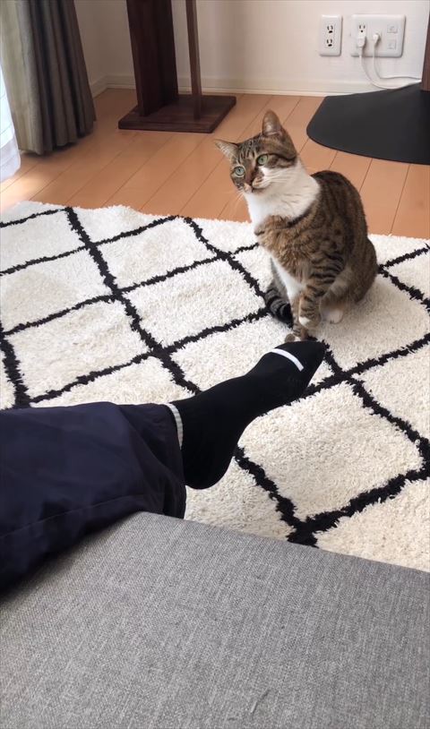 パパさんの顔を見る猫