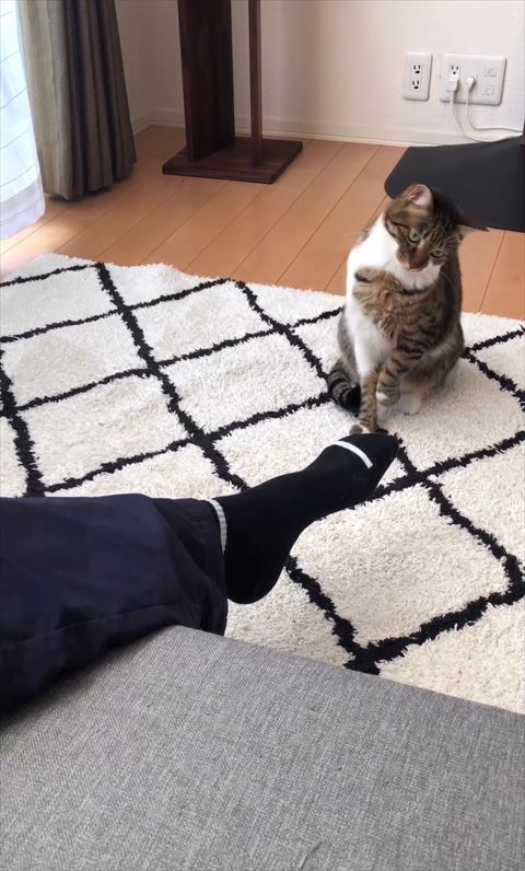 首傾げる猫ちゃん