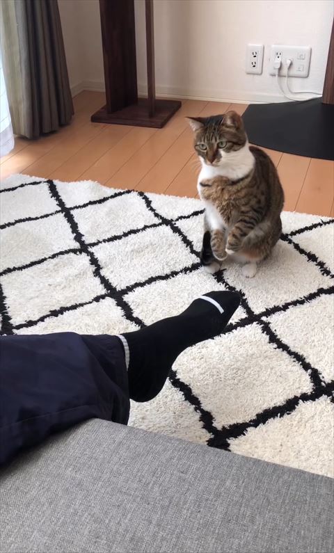 2足立ち猫ちゃん