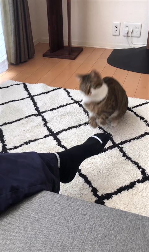 飛び出す猫