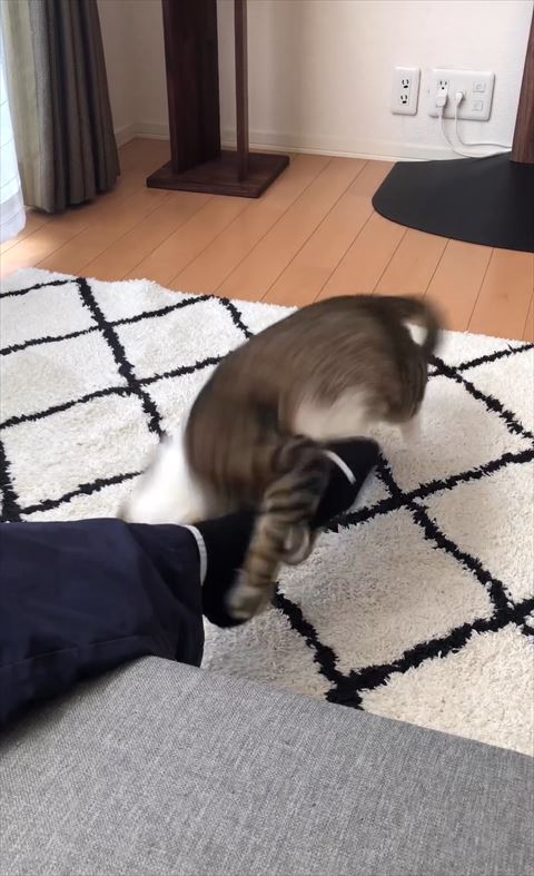 パパの足につかまる猫