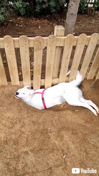 穴を掘ったワンコ