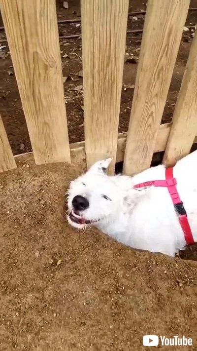 ワンコの恍惚の表情