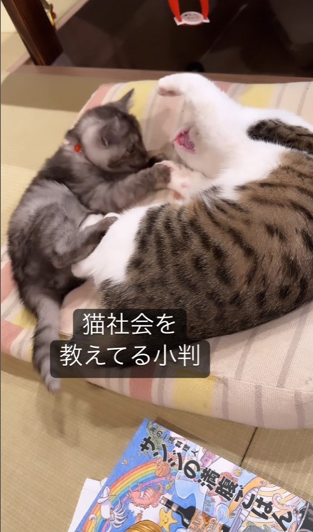 猫社会を教える
