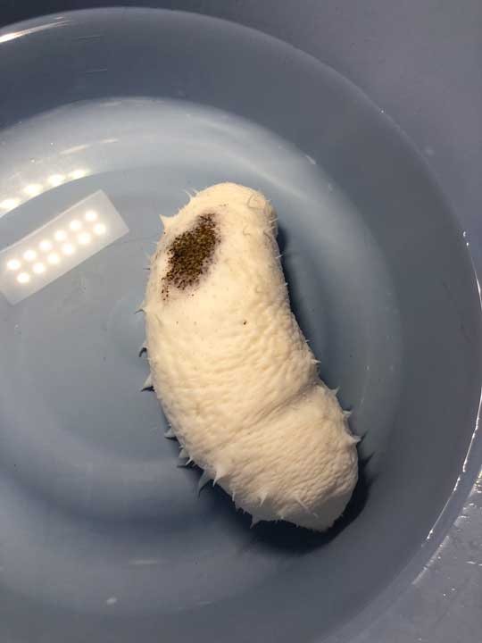 珍しい 白い ナマコ 傷んだバナナ 色彩変異 幼魚水族館