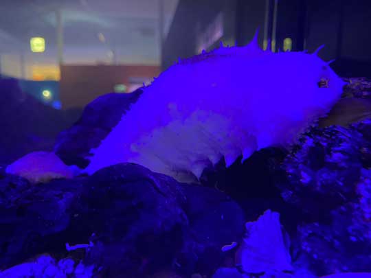 珍しい 白い ナマコ 傷んだバナナ 色彩変異 幼魚水族館