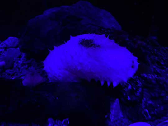 珍しい 白い ナマコ 傷んだバナナ 色彩変異 幼魚水族館