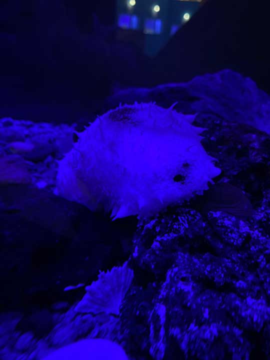 珍しい 白い ナマコ 傷んだバナナ 色彩変異 幼魚水族館