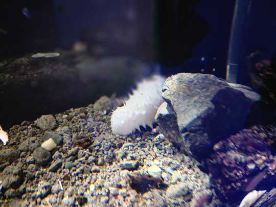 珍しい 白い ナマコ 傷んだバナナ 色彩変異 幼魚水族館