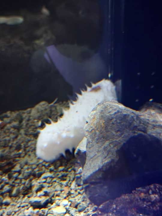 珍しい 白い ナマコ 傷んだバナナ 色彩変異 幼魚水族館