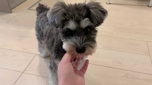 愛犬を隠し撮り