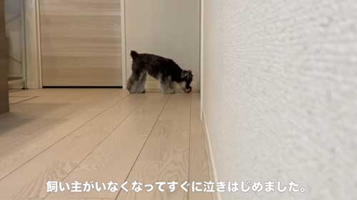 鳴くティノちゃん