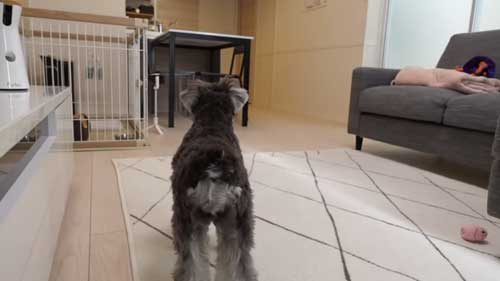 犬の後ろ姿
