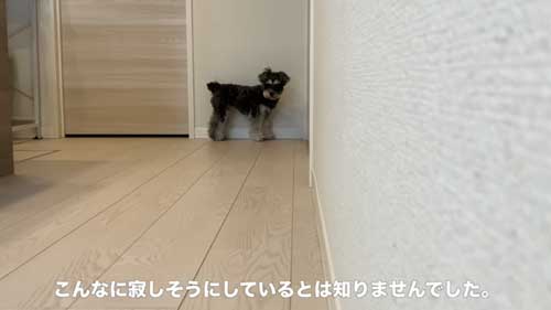 まつワンコ