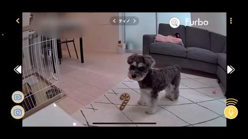 犬におやつ