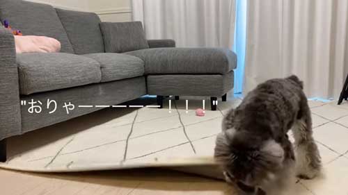 イタズラする犬