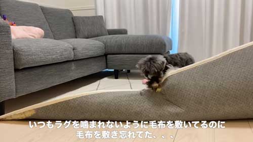 イタズラする犬その2