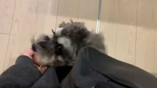 うれしそうな犬