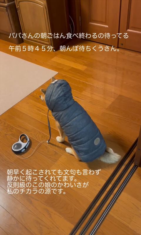 ダウン着てるお座りワンコ